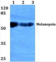 AP01328PU-N - Melanopsin