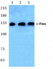AP01353PU-N - CD115