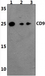 AP01373PU-N - CD9