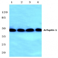 AP01383PU-N - Arfaptin-1