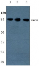 AP01393PU-N - CHSY3