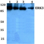 AP01450PU-N - MAPK6 / ERK3