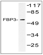 AP01471PU-N - FUBP3