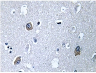 AP01477PU-N - G alpha protein olf