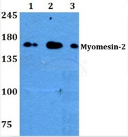 AP01485PU-N - Myomesin-2