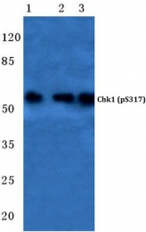 AP01553PU-N - CHK1