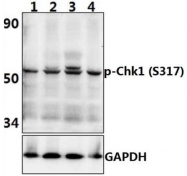 AP01553PU-N - CHK1