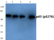 AP01647PU-N - RELA / NF-kB p65