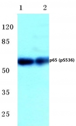 AP01650PU-N - RELA / NF-kB p65