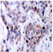 AP01652PU-N - RELA / NF-kB p65