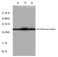 AP01726PU-N - Amyloid beta A4 protein / APP