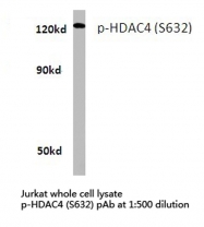 AP01745PU-N - HDAC4