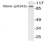 AP01891PU-N - Nibrin