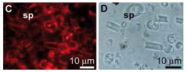 AP02095SU-S - Galectin-2