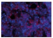 AP02197SU-S - Prothymosin alpha