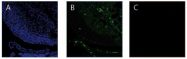 AP02236SU-S - Thymosin beta-4