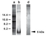 AP02293SU-N - EGF Precursor (Suberites domuncula)