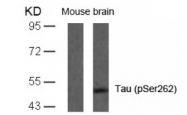 AP02403PU-S - MAPT / TAU