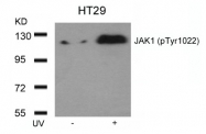 AP02433PU-S - Tyrosine-protein kinase JAK1