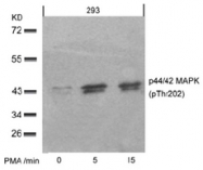 AP02498PU-S - ERK1 / ERK2