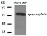 AP02514PU-S - Synapsin-1