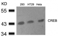 AP02593PU-S - CREB1