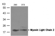 AP02680PU-N - Myosin light chain 2 (MYL2)