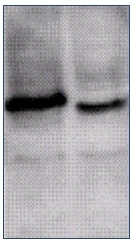 AP03029SU-N - ING1