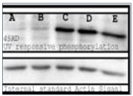 AP03033SU-N - Phosphoserine
