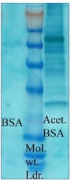 AP03035PU-N - Acetylated Lysine