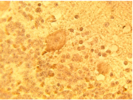 AP05308PU-N - DEGS1