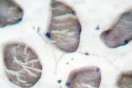 AP06000PU-N - pan Actin
