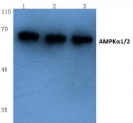AP06007PU-N - AMPK1/AMPK2