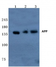 AP06009PU-N - Amyloid beta A4 protein / APP