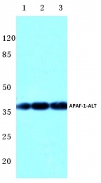 AP06014PU-N - APAF1