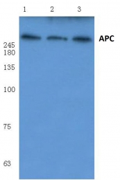AP06015PU-N - APC / DP2.5