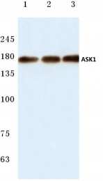 AP06018PU-N - MEKK5 / ASK1