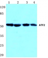 AP06019PU-N - ATF2