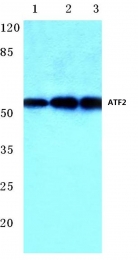 AP06021PU-N - ATF2