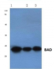 AP06025PU-N - Bcl-2-like 8