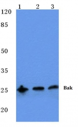 AP06026PU-N - Bcl-2-like 7