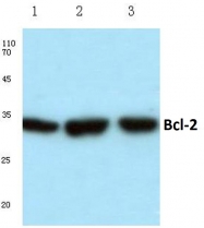 AP06028PU-N - Bcl-2