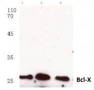 AP06029PU-N - Bcl-2-like 1