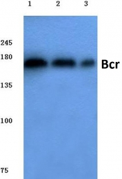 AP06030PU-N - BCR