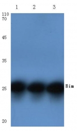 AP06032PU-N - Bcl-2-like 11