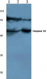 AP06036PU-N - Caspase-10
