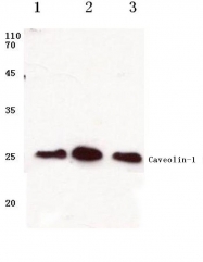 AP06041PU-N - Caveolin-1