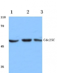AP06044PU-N - CDC25C