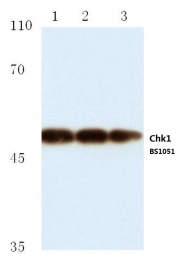 AP06048PU-N - CHK1