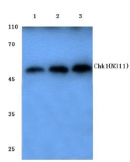 AP06049PU-N - CHK1